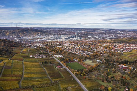 Vineyard in autumn