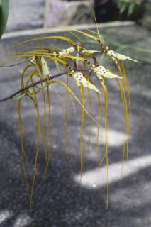 Brassia arcuigera or spider orchid