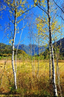 Birches
