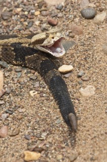 Canebrake