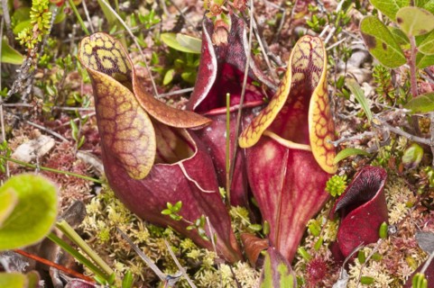 Pitcher plant