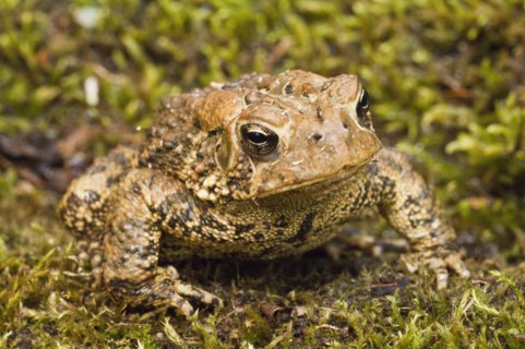 American toad