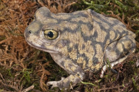 Couchs spadefoot toad