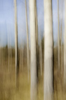 Motion blur of Quaking Aspen