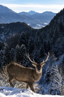 Deer on the Reiseralm near Lenggries
