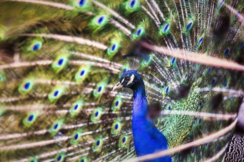 Indian peafowl