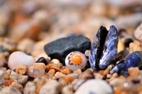 Close-up of shells on the beach