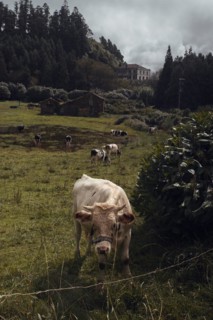 Sete Cidades Loop