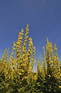 Dense-flowered mullein