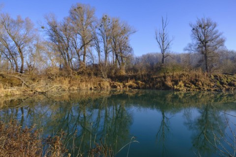 Riparian forests
