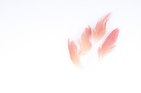 Abstract of Congo African gray parrot