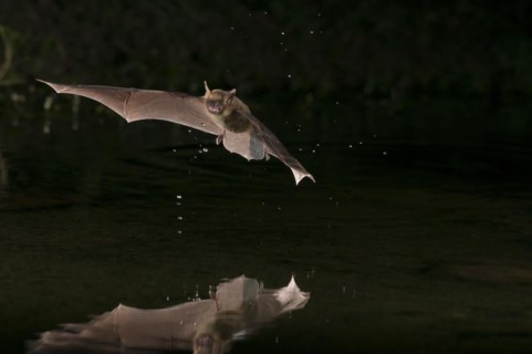 Big Brown Bat