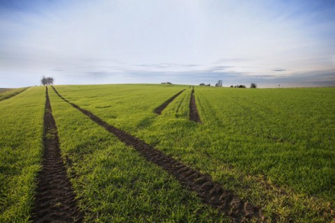 Grain field with winter sowing west of Augsburg