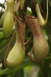 Tropical pitcher plant