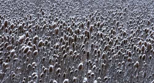 Field of wild teasel