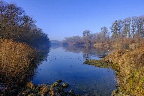 Riparian forests