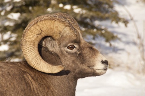 Bighorn sheep