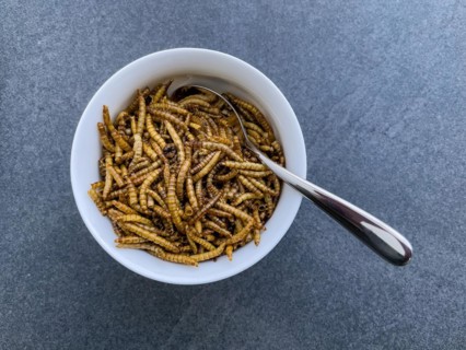 Bowl with dessert spoon in it Snack food Food made from insects Mealworms dried larvae of yellow mealworm