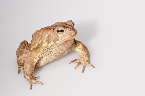 American toad