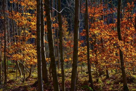 Beech conservation in autumnal light