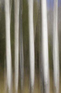 Motion blur of Quaking Aspen