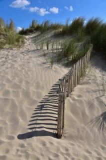 Dunes with dune fence to protect against erosion on a beach in Normandy