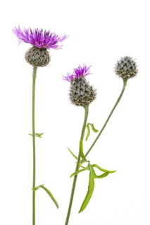 Brown knapweed