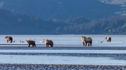 Brown bears