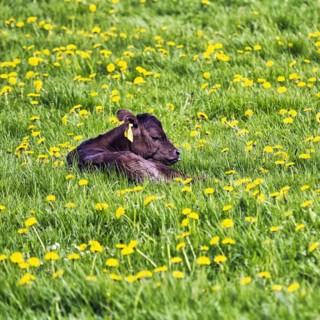 Newborn calf