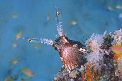 Portrait of pacific red lionfish