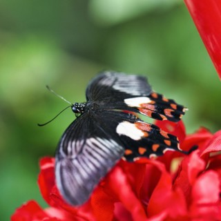 Common mormon