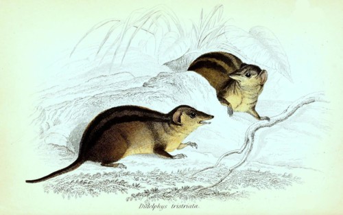Opossum