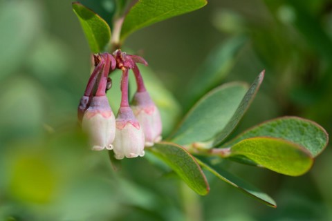 Bog bilberry