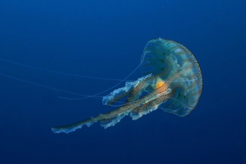 Mauve stinger
