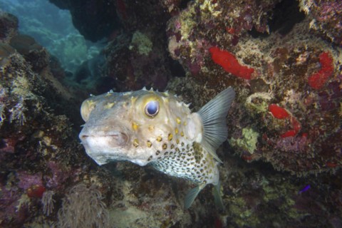 Spotbase burrfish