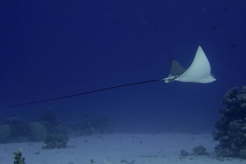 Spotted eagle ray