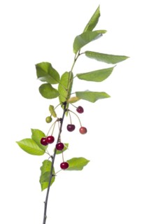 Sour cherry