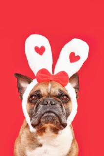 Cute French Bulldog dog wearing Valentines Day headband with bunny ears with hearts on red background
