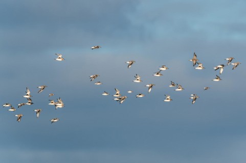 Grey Plover