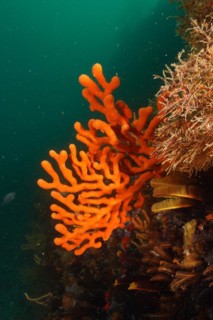 Orange sine sea fan