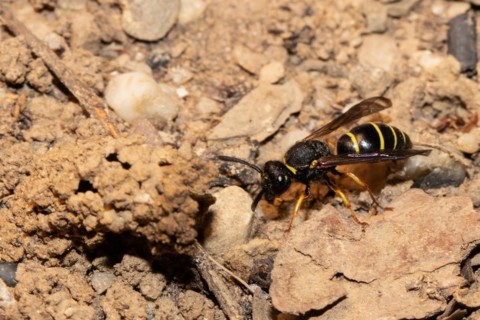 Common chimney wasp with open wings sitting next to brood tube seen on left side