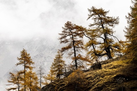 Autumn larch