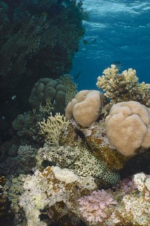 Greasy grouper