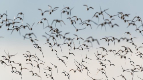 Grey Plover