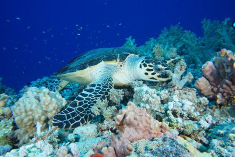 Hawksbill sea turtle