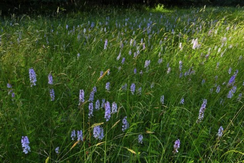Spotted moorland spotted orchid