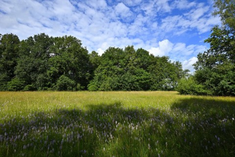 Spotted moorland spotted orchid