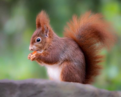 Eurasian squirrel