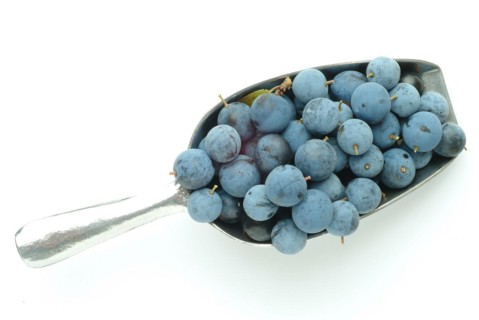 Ripe fruits of blackthorn