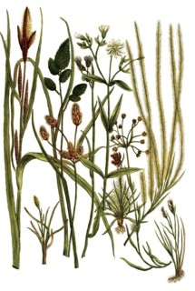 Botany